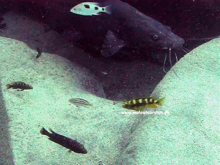 Melanochromis xanthodigma og M. crabro ved Bagrus meridionalis rede Chiofu